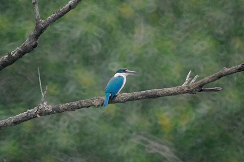 kingfisher collared-AsiaPhotoStock