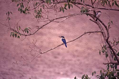 two collared king fishers-AsiaPhotoStock