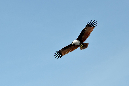 brahmin kite-AsiaPhotoStock