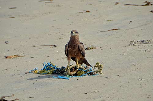 kite on beach-AsiaPhotoStock