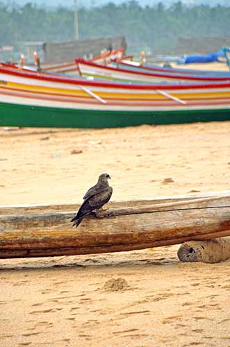 kite chowara-AsiaPhotoStock