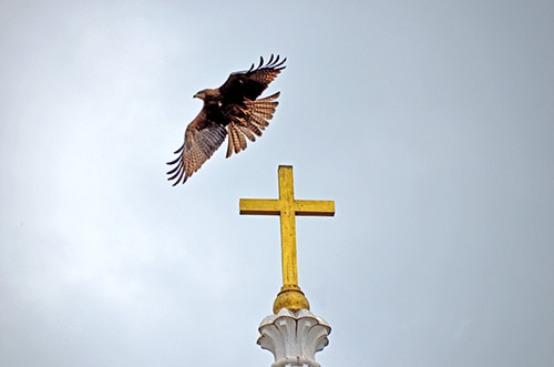 kite kerala-AsiaPhotoStock