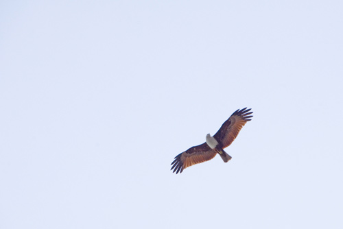 brahmin kite samui-AsiaPhotoStock