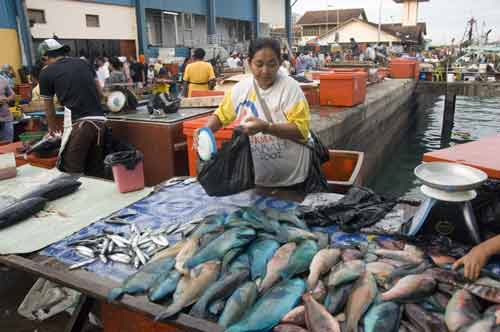 colourful fish-AsiaPhotoStock