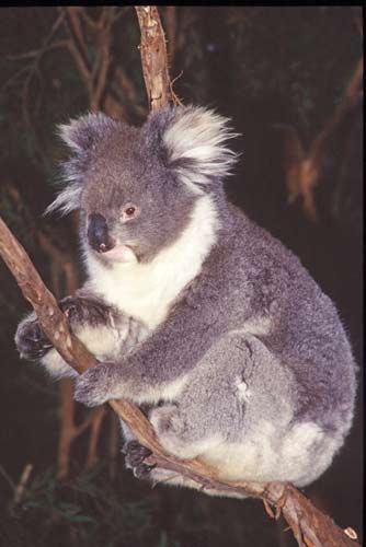 koala bear-AsiaPhotoStock