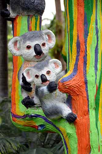 koalas nong nooch-AsiaPhotoStock