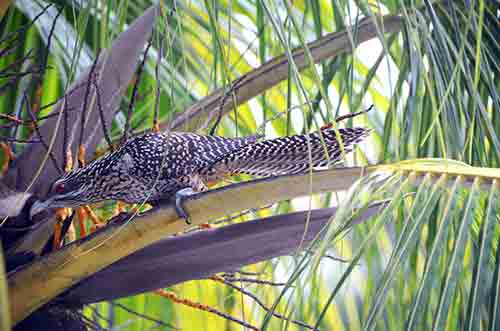 koel-AsiaPhotoStock