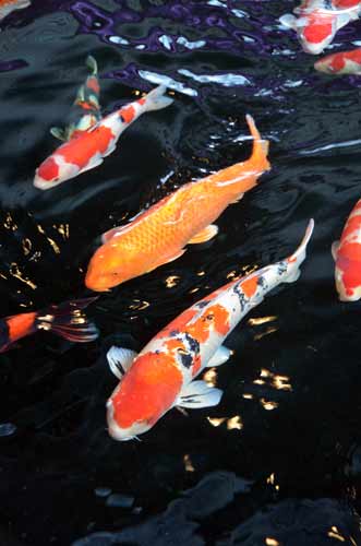 koi fish-AsiaPhotoStock