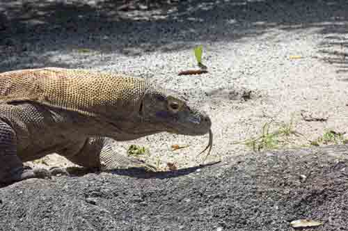 komodo prowling-AsiaPhotoStock