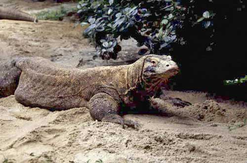 komodo dragon-AsiaPhotoStock