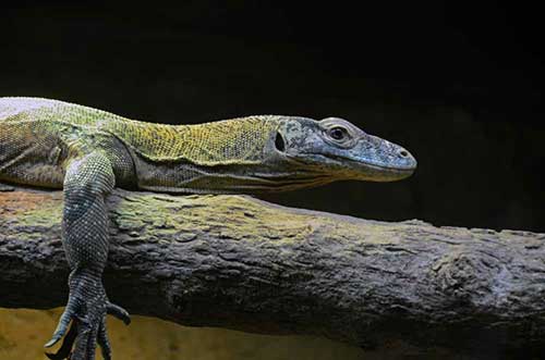 young komodo dragon-AsiaPhotoStock