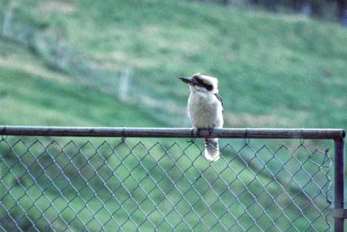 laughing kookaburra-AsiaPhotoStock