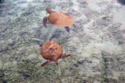 karimun turtles-AsiaPhotoStock