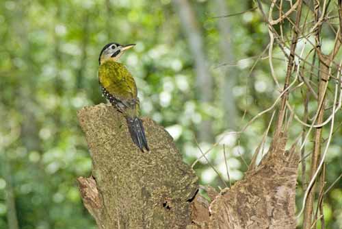 laced woodpeckers female-AsiaPhotoStock