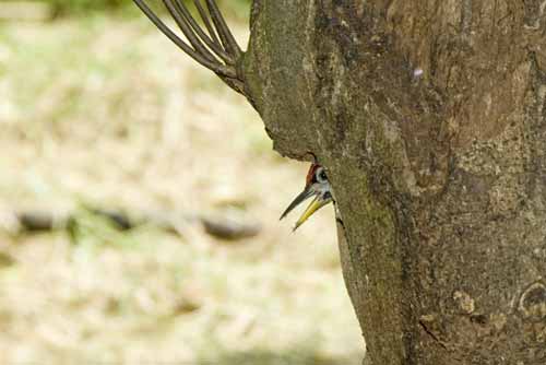 laced woodpecker in hole-AsiaPhotoStock