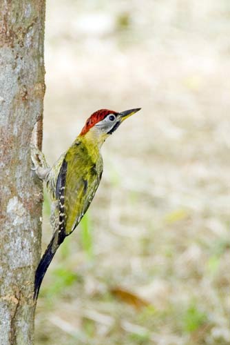 male laced woodpecker-AsiaPhotoStock