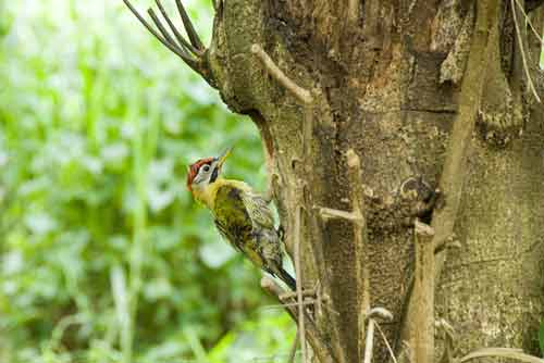 laced woodpeckers-AsiaPhotoStock