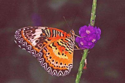 lace wing butterfly-AsiaPhotoStock