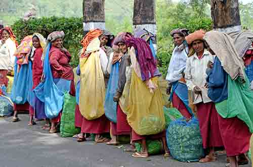 ladies tea workers-AsiaPhotoStock