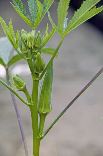 lady`s fingers-AsiaPhotoStock