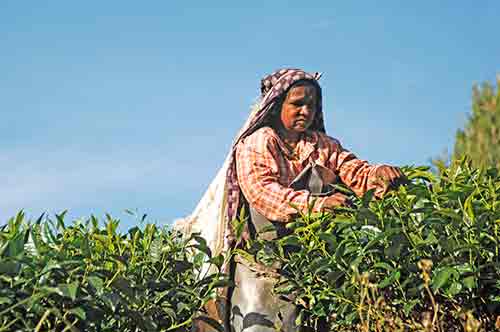 lady tea-AsiaPhotoStock