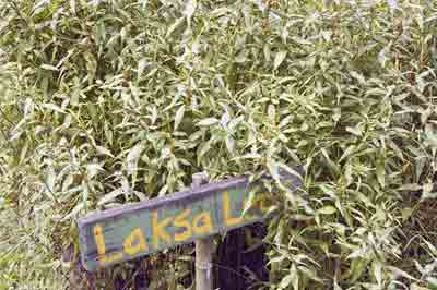 laksa leaf-AsiaPhotoStock