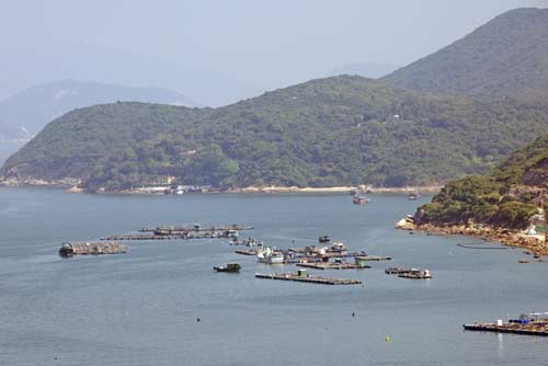 lamma fish farms-AsiaPhotoStock