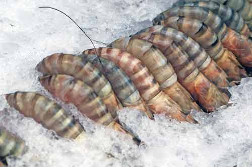 large prawns-AsiaPhotoStock