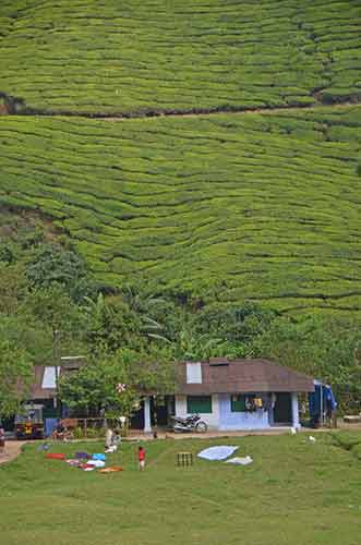 laundry tea plantation-AsiaPhotoStock