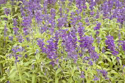 lavender-AsiaPhotoStock