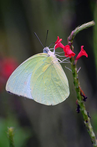 lemon emigrant singapore-AsiaPhotoStock