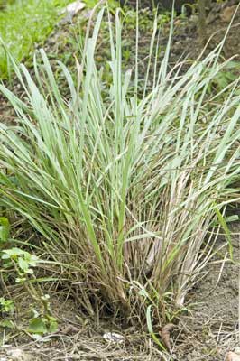 lemongrass-AsiaPhotoStock