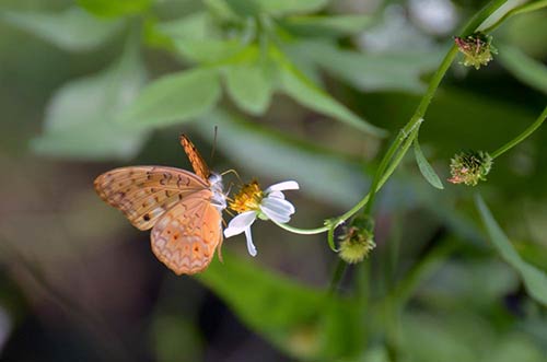 lepoard butterfly-AsiaPhotoStock