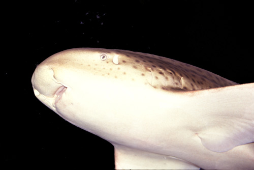 leopard shark-AsiaPhotoStock