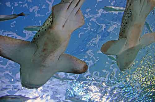 leopard sharks bangkok-AsiaPhotoStock