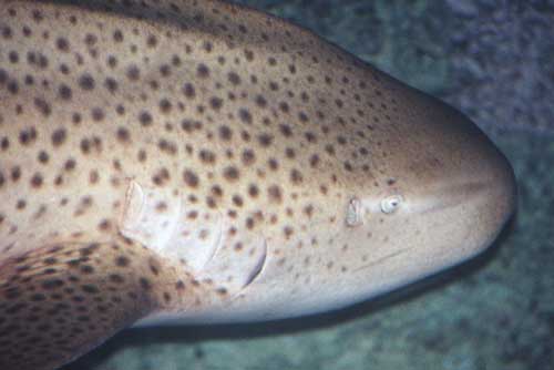 leopard sharks-AsiaPhotoStock