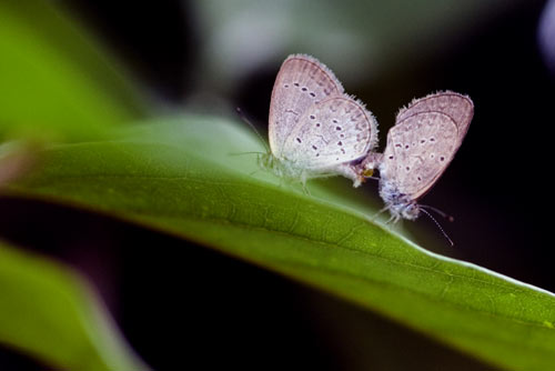 lesser grass blue mating-AsiaPhotoStock