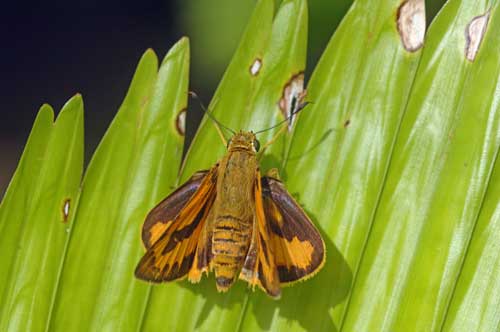 lesser dart butterfly-AsiaPhotoStock