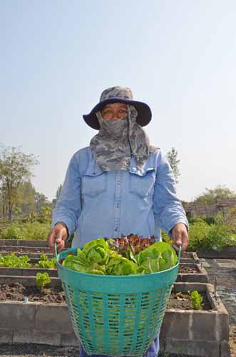 lettuce at farm-AsiaPhotoStock