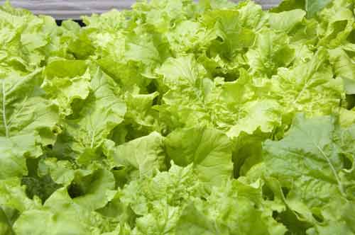 lettuce-AsiaPhotoStock