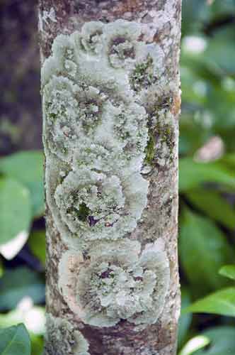 lichen-AsiaPhotoStock