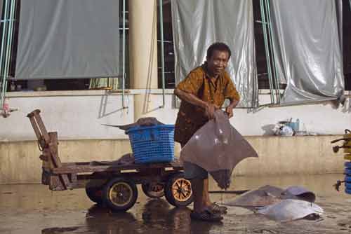 lifting a ray-AsiaPhotoStock