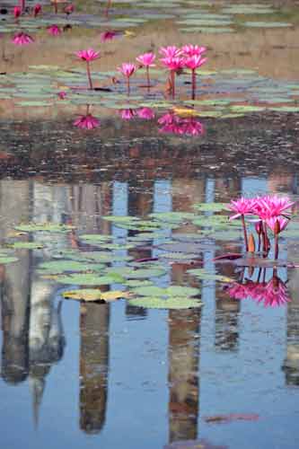 lily pond-AsiaPhotoStock
