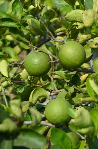 lime growing-AsiaPhotoStock