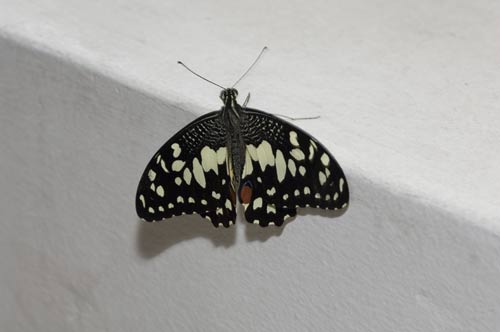 lime butterfly wings-AsiaPhotoStock