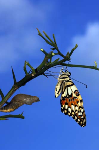 lime and pupa-AsiaPhotoStock