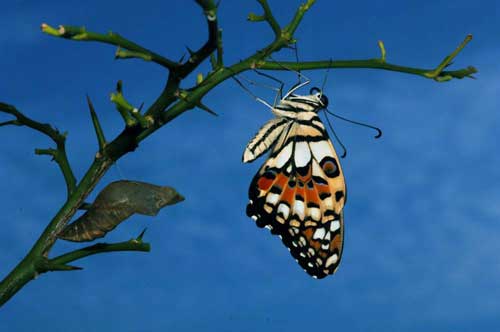 lime butterfly singapore-AsiaPhotoStock