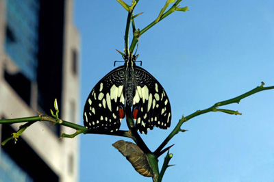 lime butterfly-AsiaPhotoStock