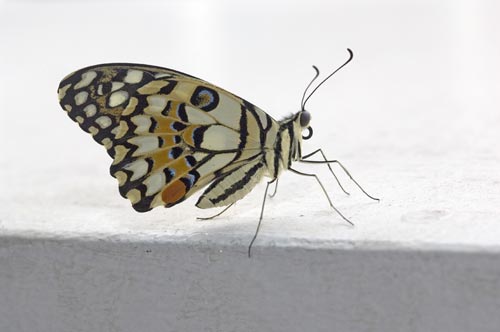 new born lime butterfly-AsiaPhotoStock