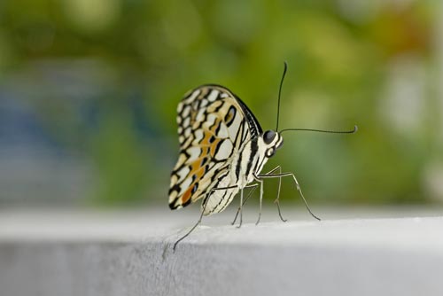 lime butterfly image-AsiaPhotoStock